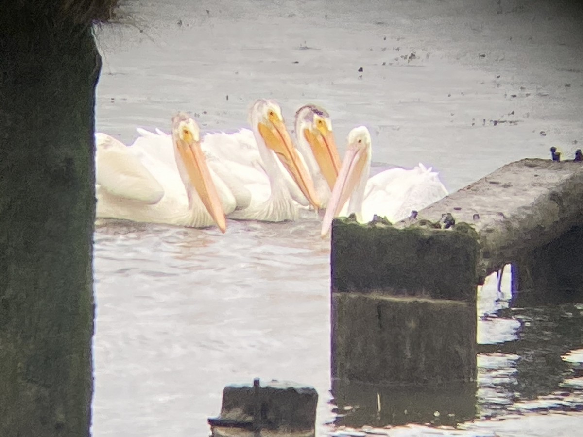 American White Pelican - Becky Kent