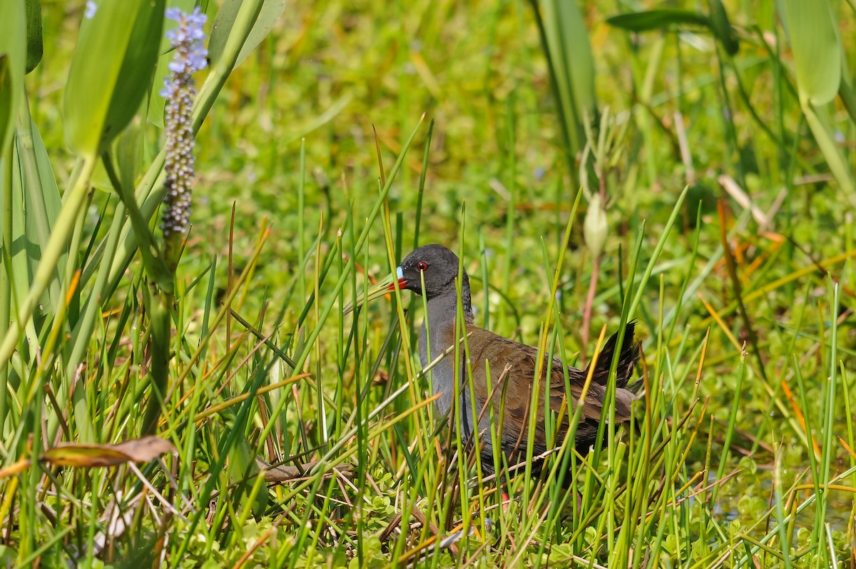 Plumbeous Rail - ML250723321