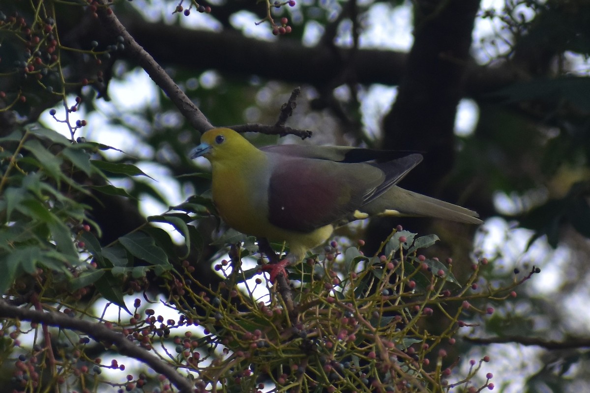 Wedge-tailed Green-Pigeon - Samakshi Tiwari