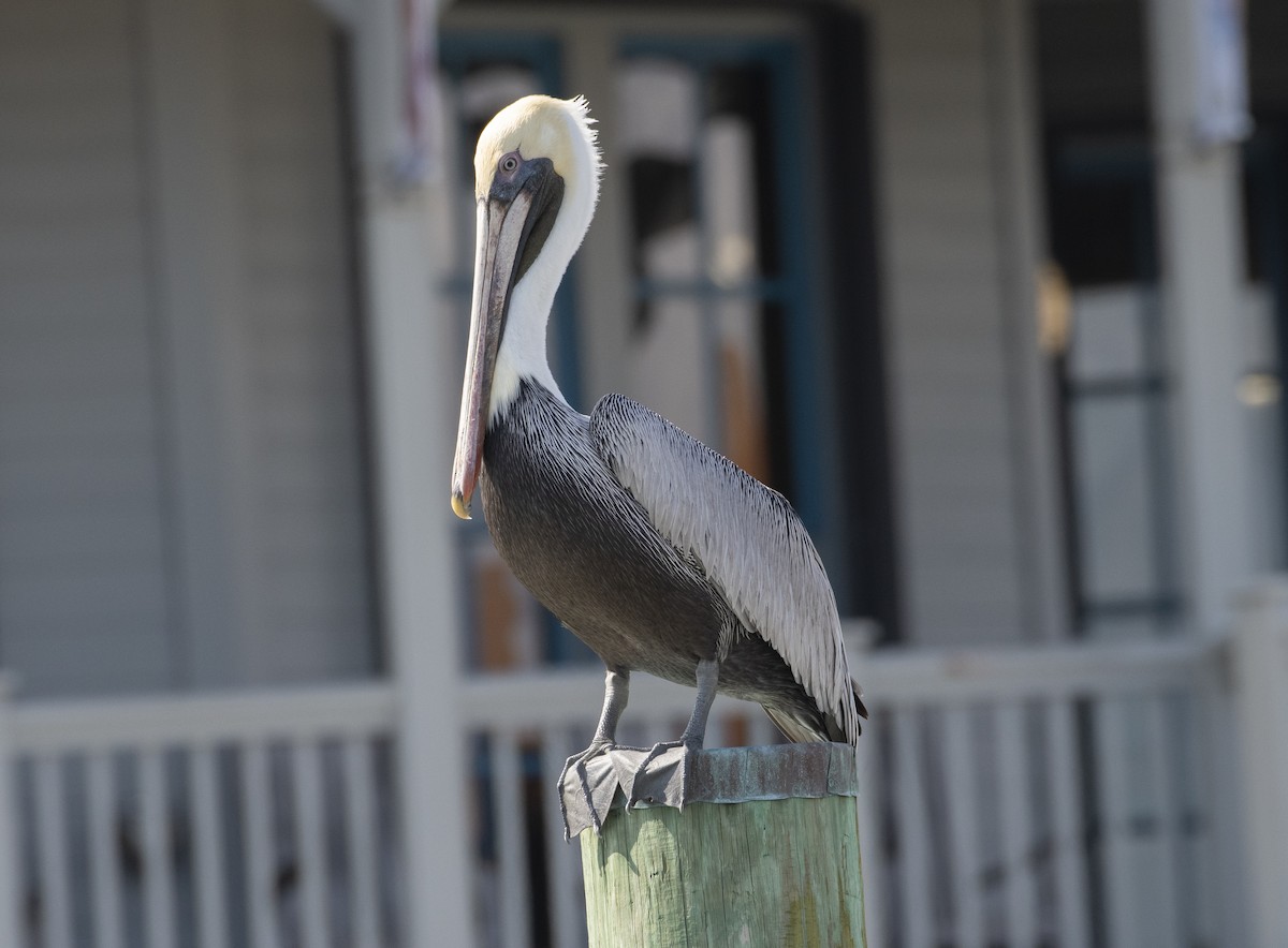 Brown Pelican - ML250727301