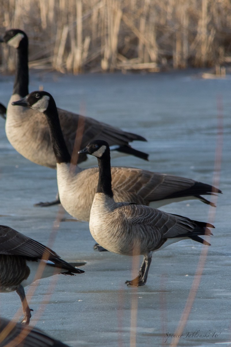 Cackling Goose - ML25072801