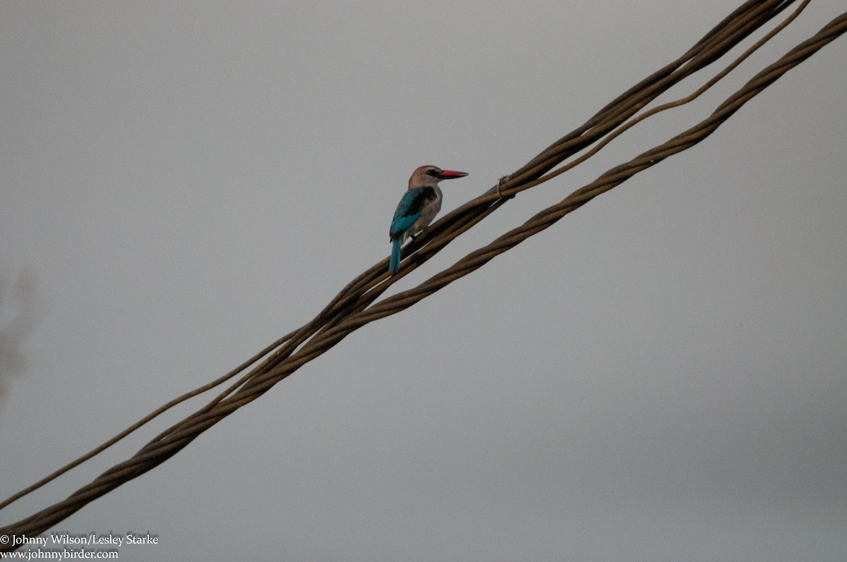 Woodland Kingfisher - ML250729191