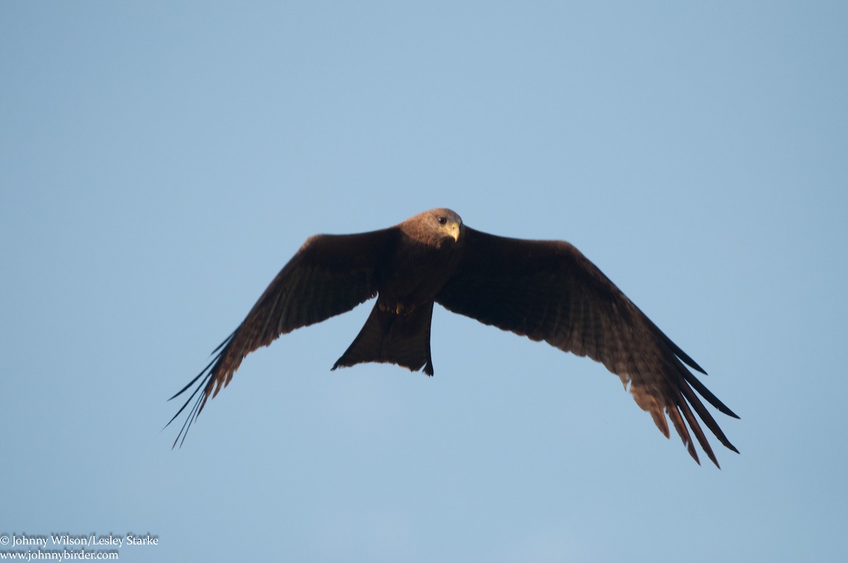 Black Kite (Yellow-billed) - ML250729281