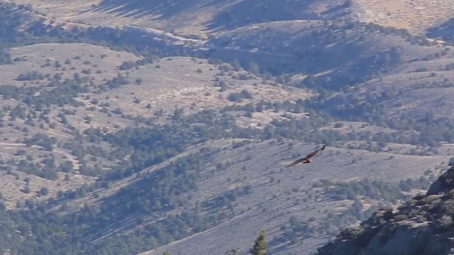 Red-tailed Hawk (calurus/alascensis) - ML250730791