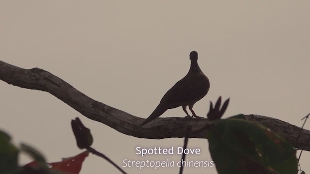Spotted Dove - ML250730831