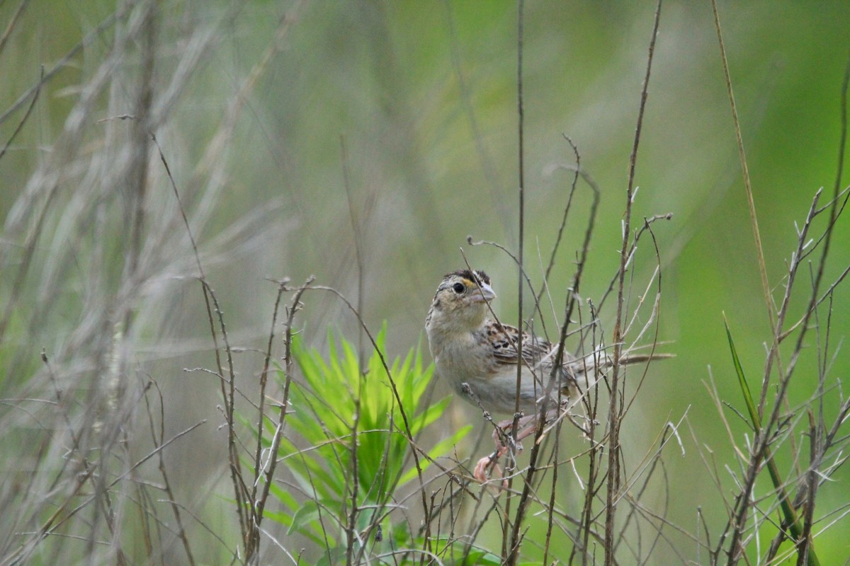 Grasshopper Sparrow - ML250731721
