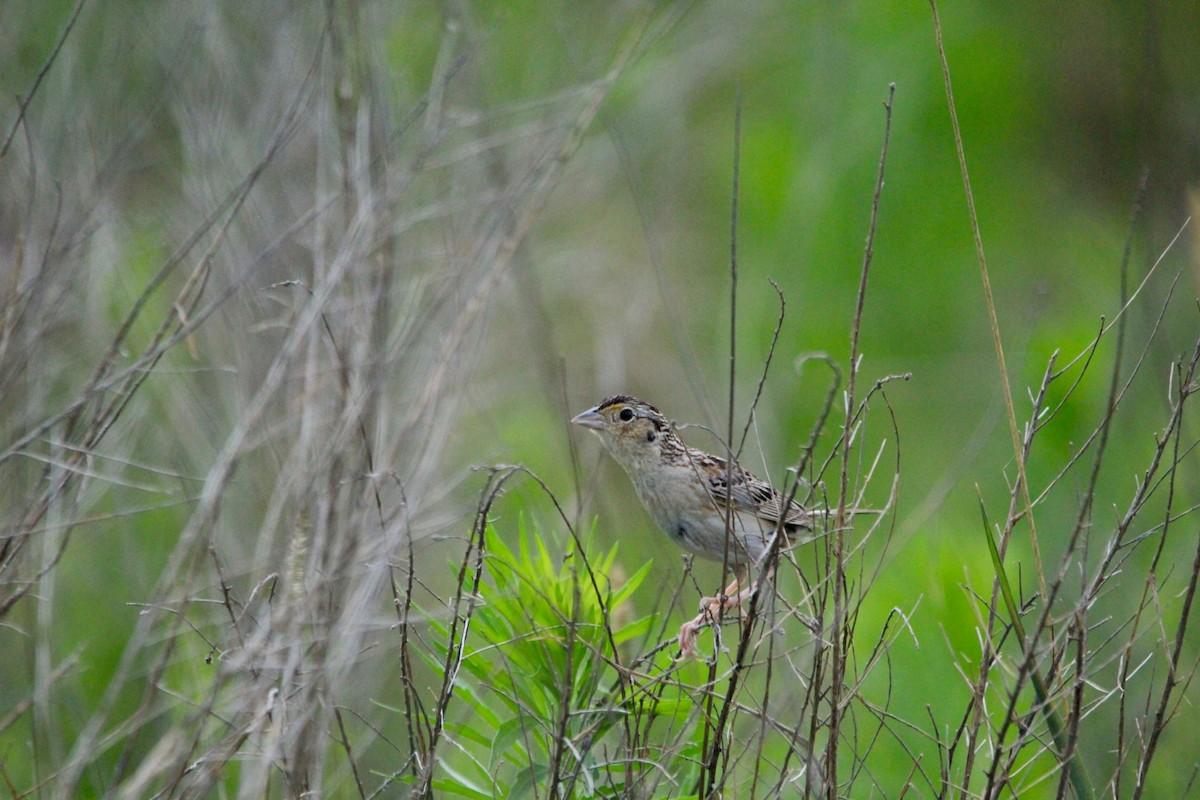 Grasshopper Sparrow - ML250731731