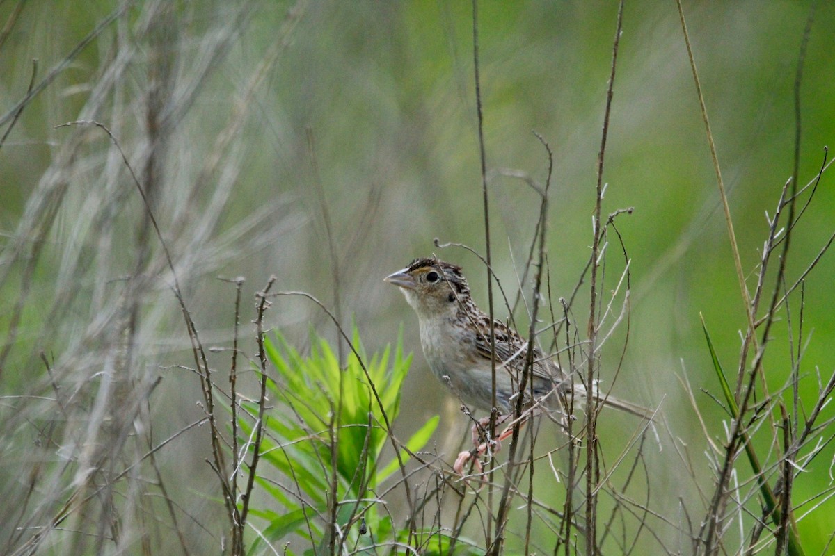 Grasshopper Sparrow - ML250731741