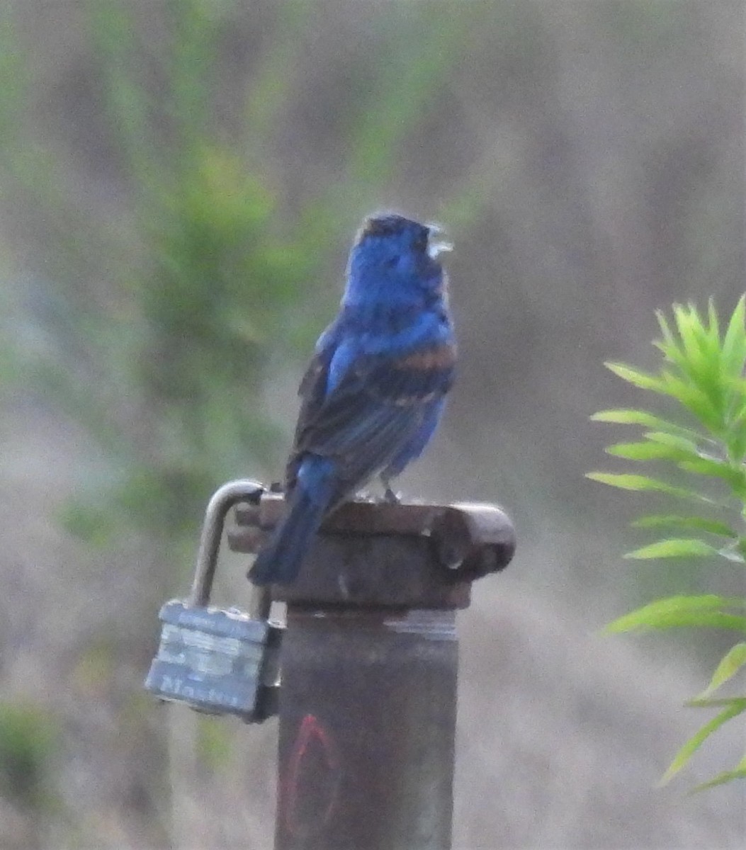 Blue Grosbeak - Michelle Forte