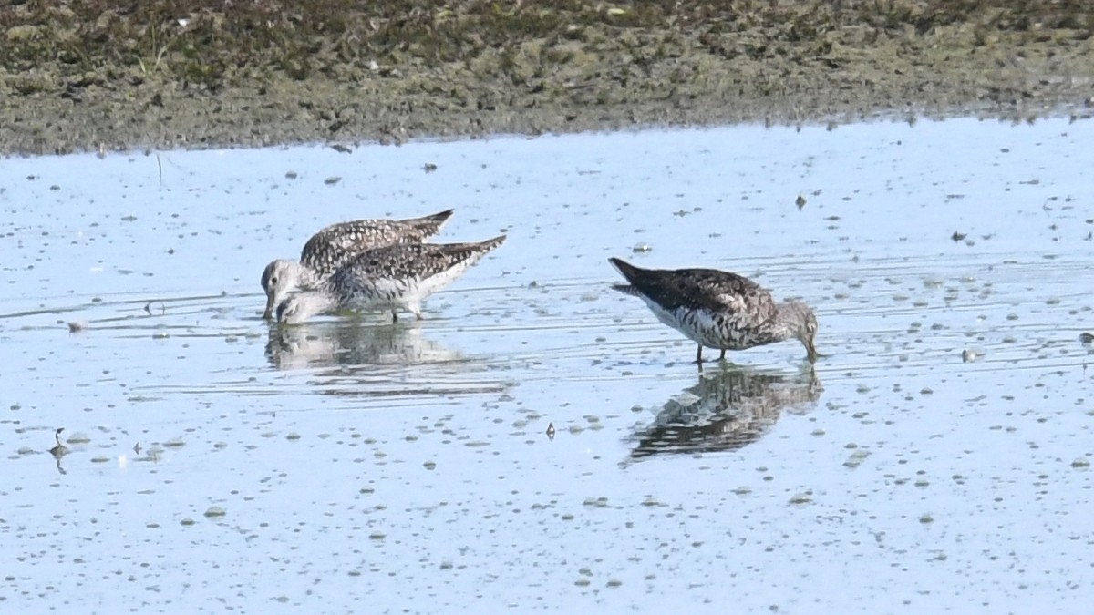 Greater Yellowlegs - ML250734441