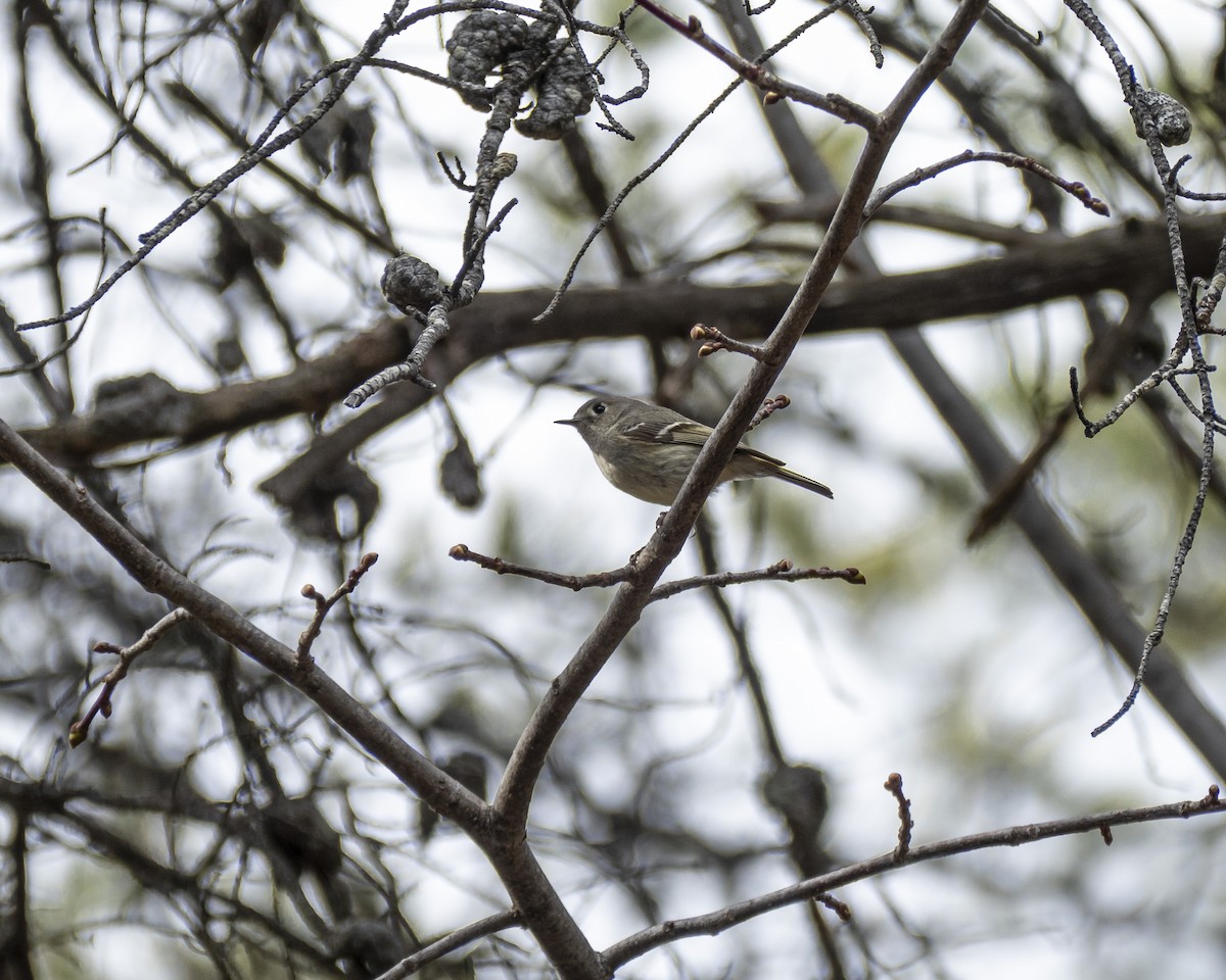 Ruby-crowned Kinglet - David Howe & Rosanne Dawson