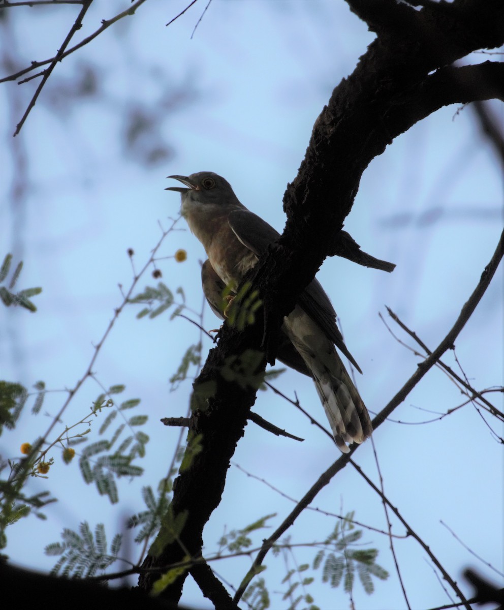 Common Hawk-Cuckoo - PARTH PARIKH
