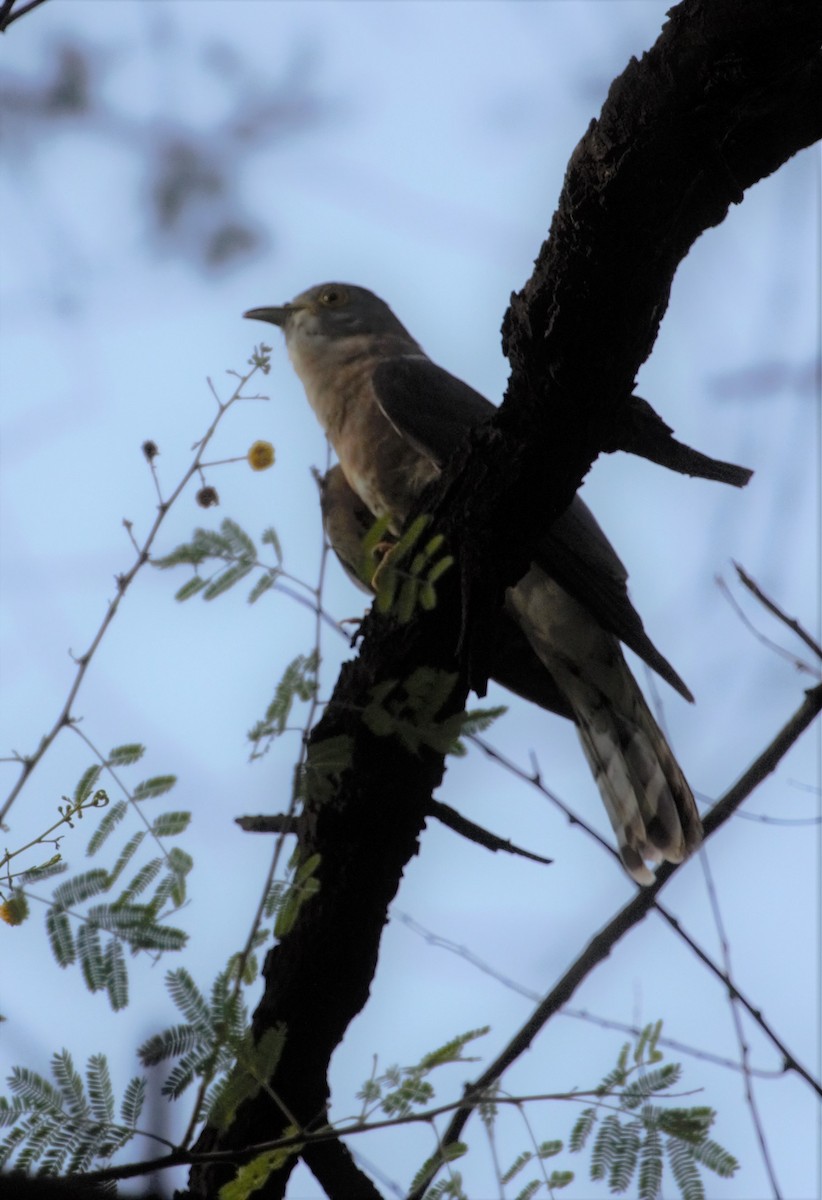 Common Hawk-Cuckoo - PARTH PARIKH