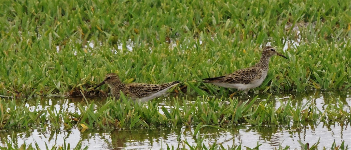 Pectoral Sandpiper - ML250737511