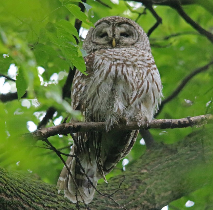 Barred Owl - ML250738561