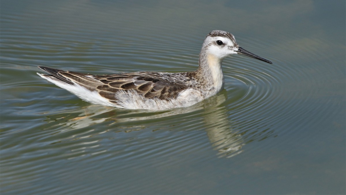 Wilson's Phalarope - Dean LaTray