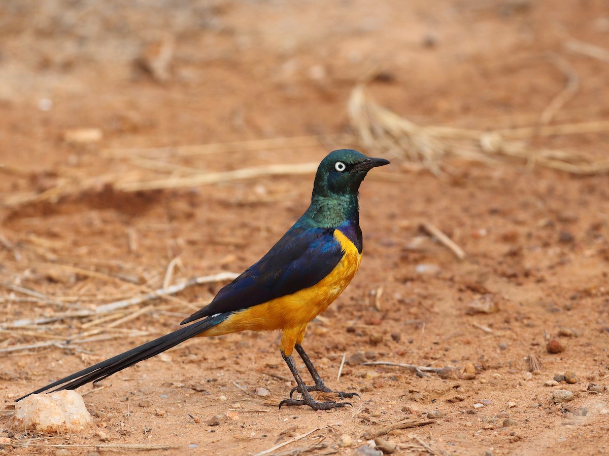 Golden-breasted Starling - Keith Valentine