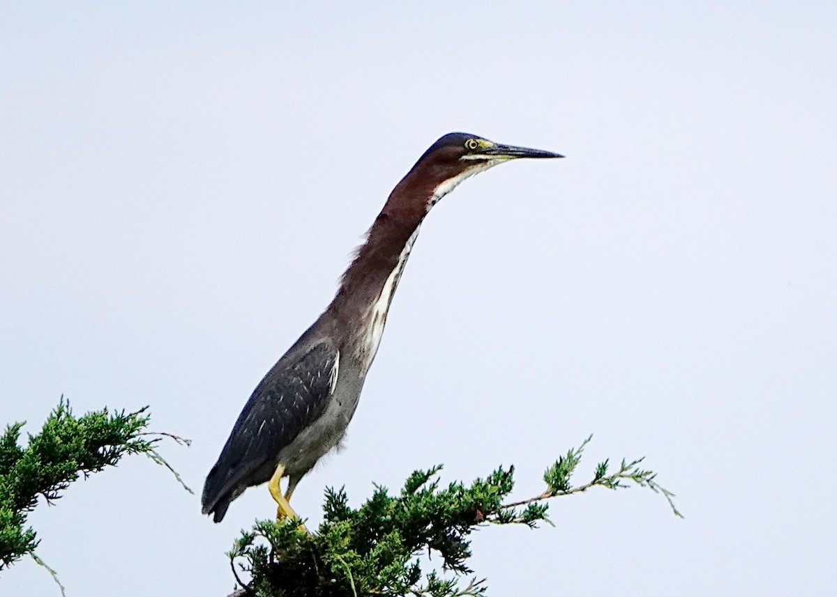 Green Heron - ML250739361