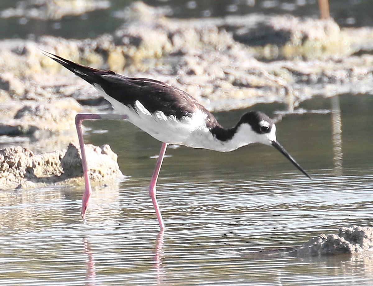 Black-necked Stilt - Ed Thomas