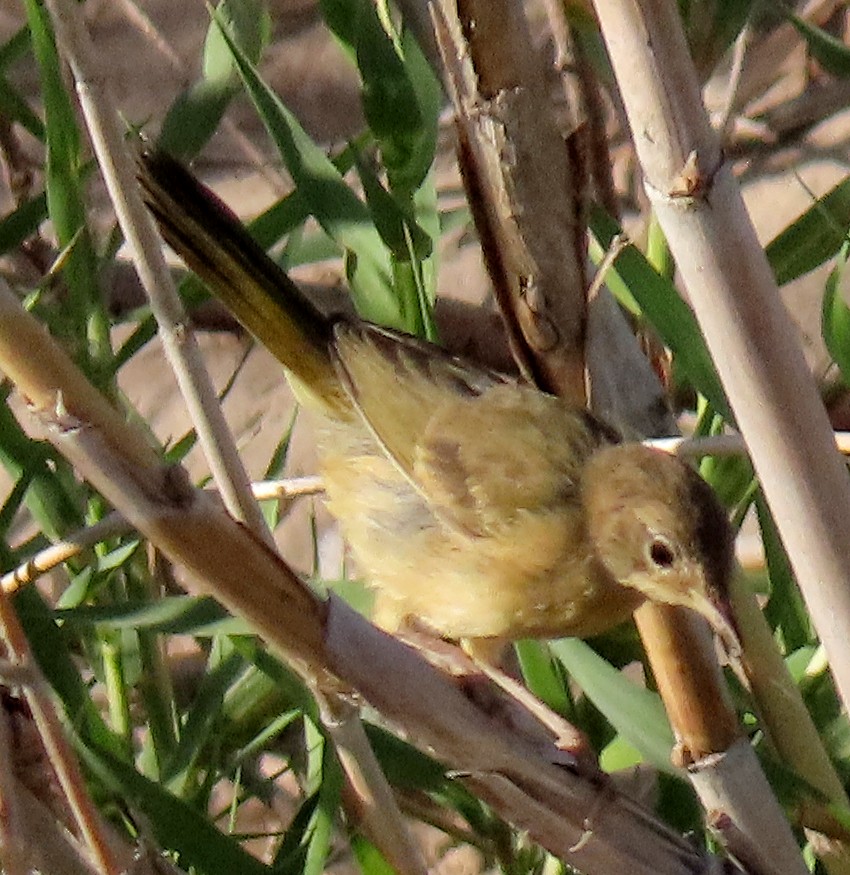 Common Yellowthroat - ML250739791