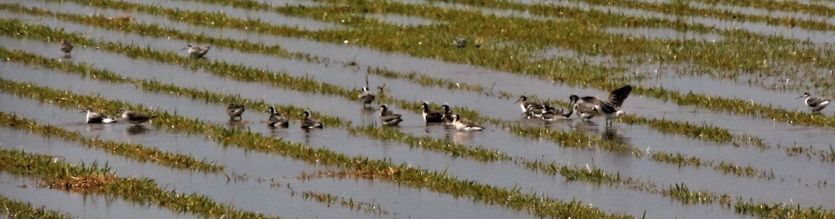 Wilson's Phalarope - ML250740771