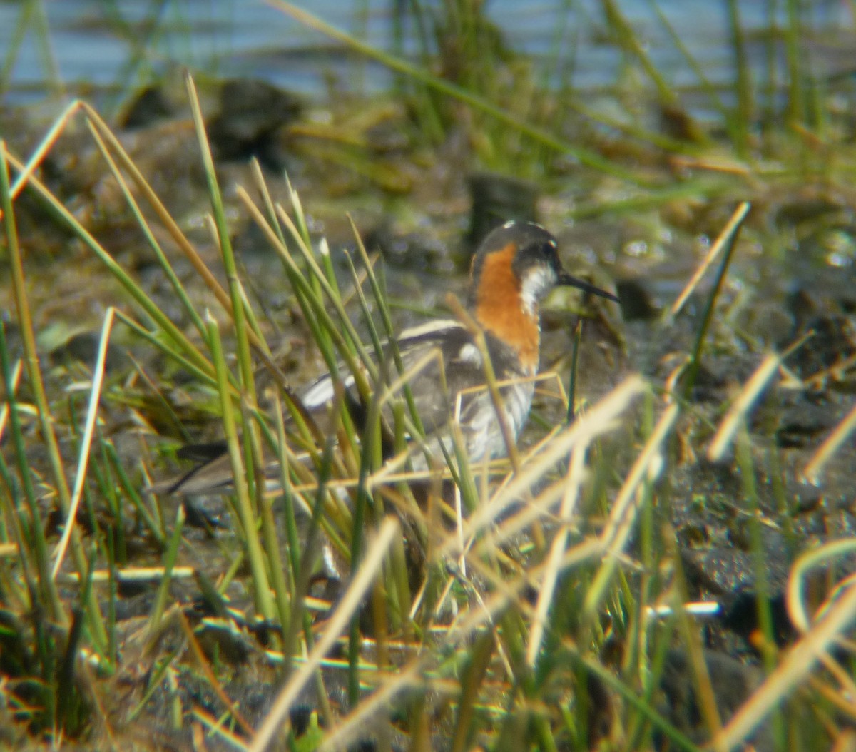 Red-necked Phalarope - Justin Bosler