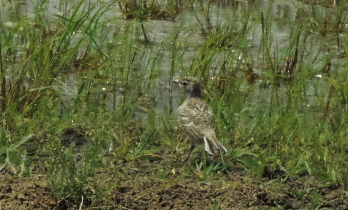 Horned Lark - ML250741481