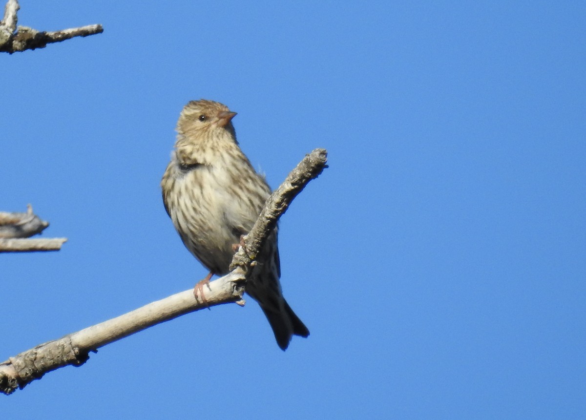 Pine Siskin - ML250741601