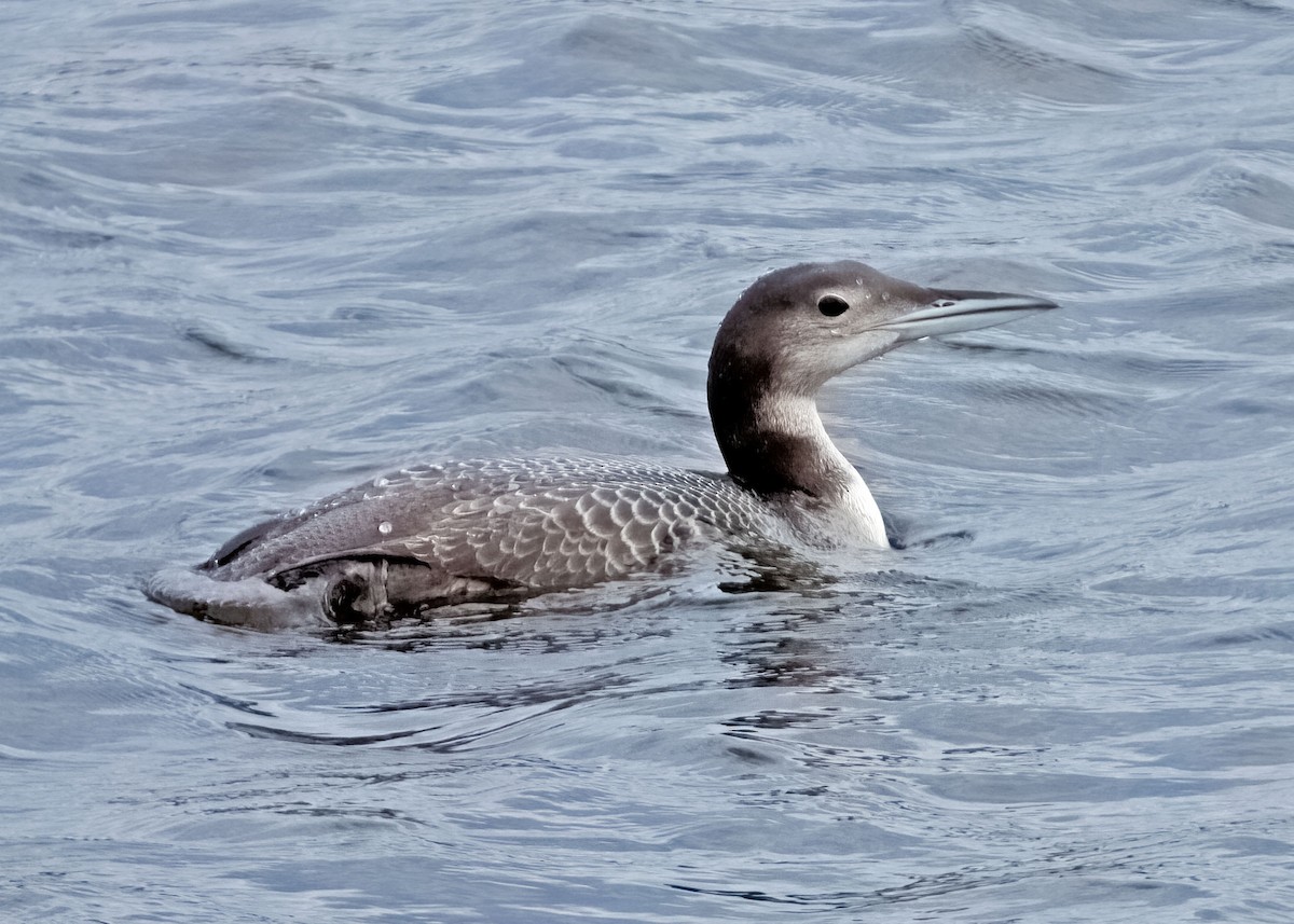 Common Loon - Sue&Gary Milks