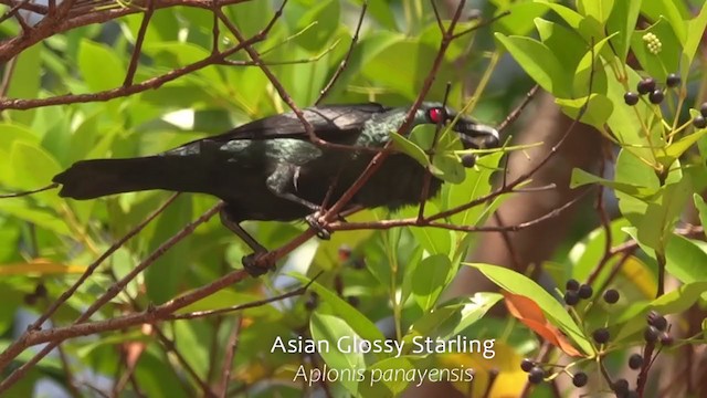 Asian Glossy Starling - ML250742311