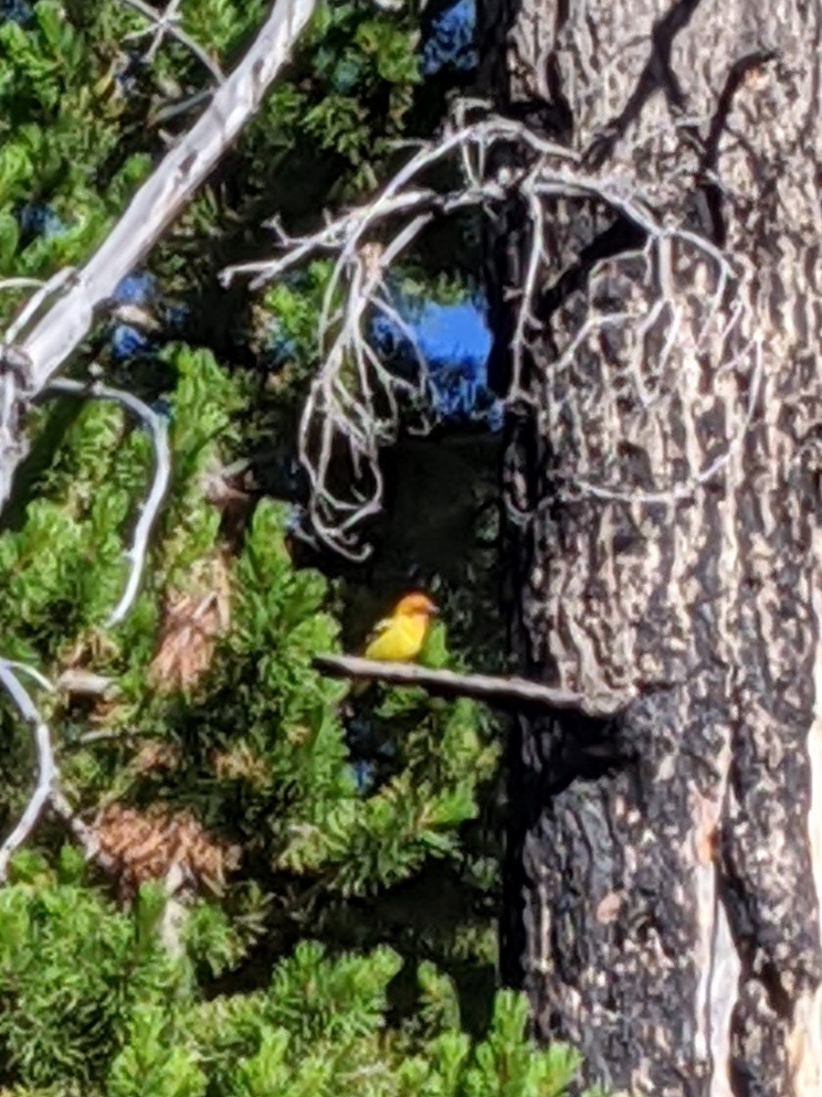 Western Tanager - Lauren Udey