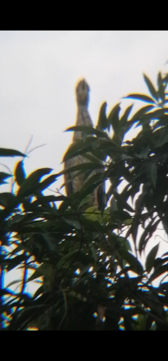 Yellow-crowned Night Heron - Pablo César Calderón Aguirre