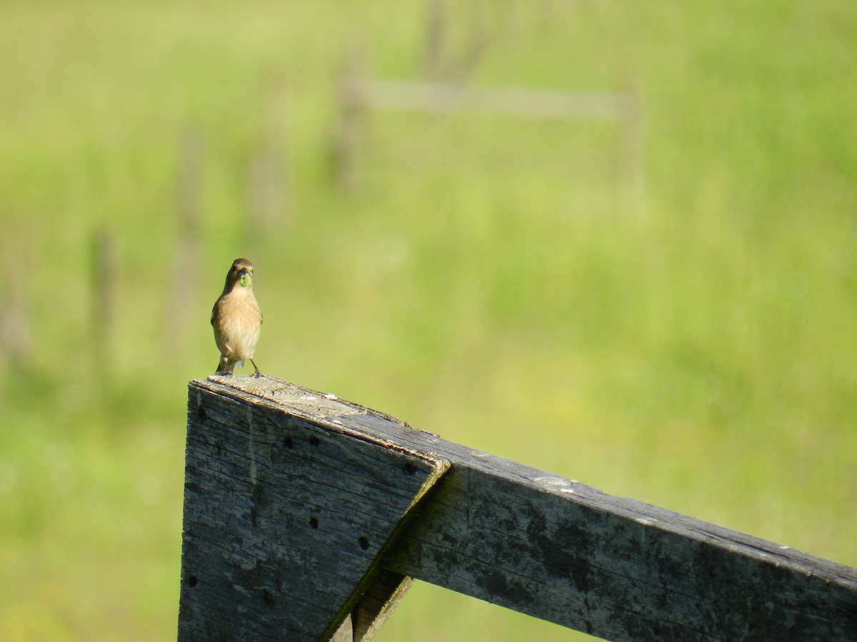 Lazuli Bunting - ML250745371