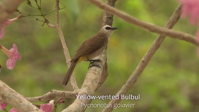 Yellow-vented Bulbul - ML250745621