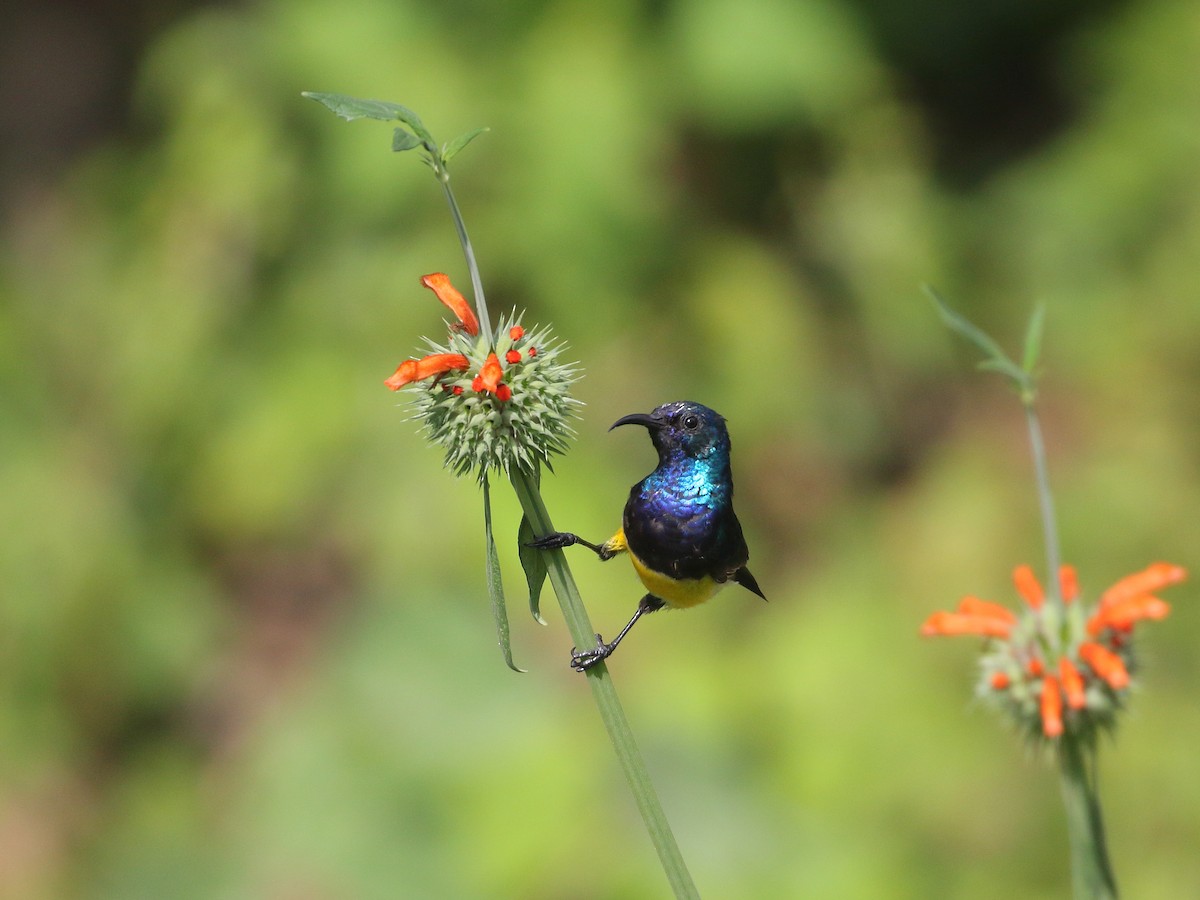 Variable Sunbird - ML250745811