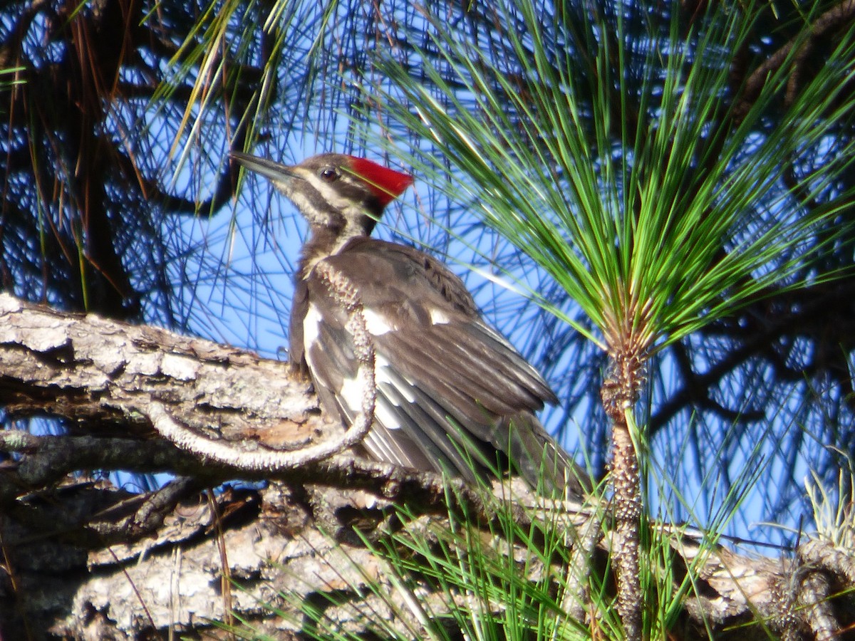 Pileated Woodpecker - Betty Holcomb