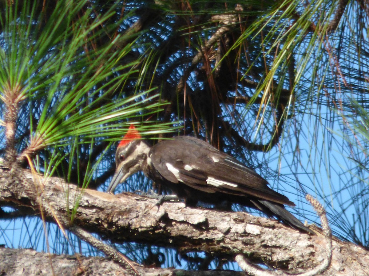 Pileated Woodpecker - Betty Holcomb