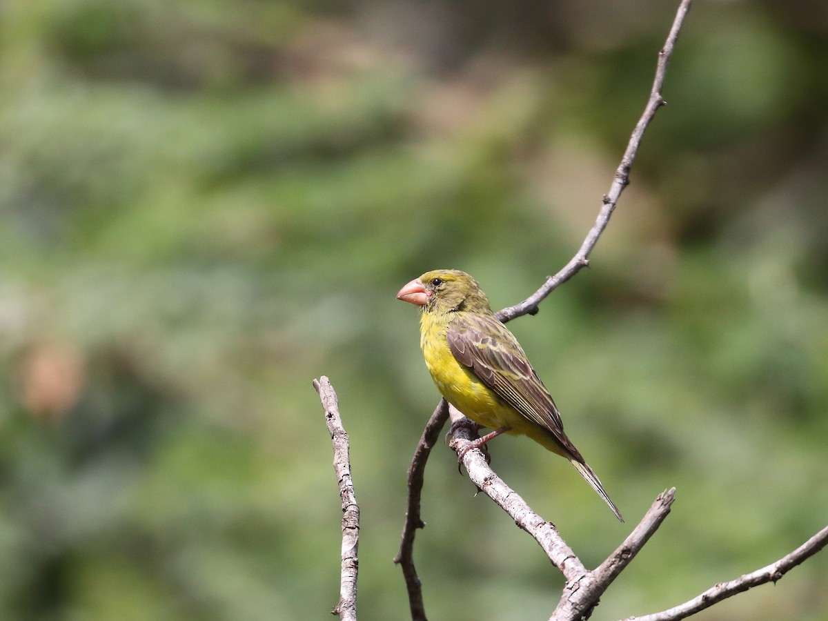 Southern Grosbeak-Canary - Keith Valentine I Rockjumper Birding Tours