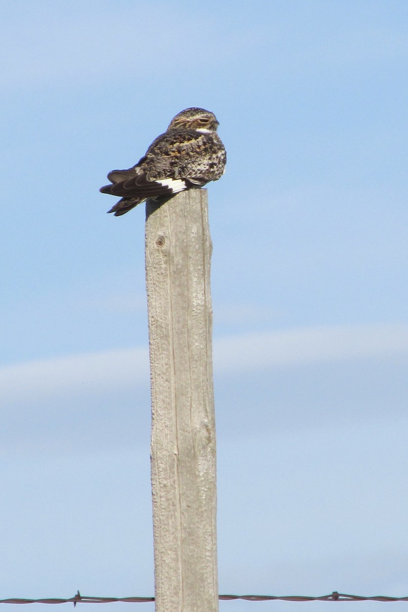 Common Nighthawk - ML250747401