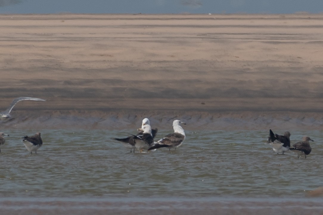 Lesser Black-backed Gull - ML250749341