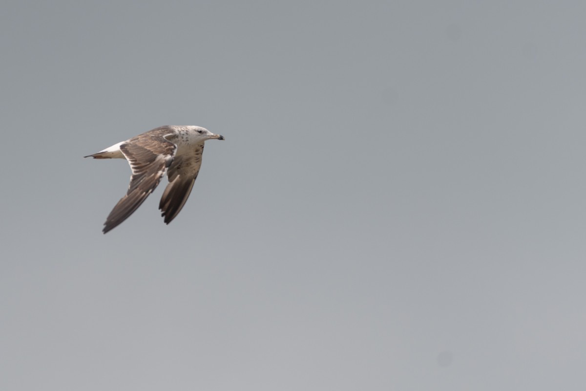 Lesser Black-backed Gull - ML250749531