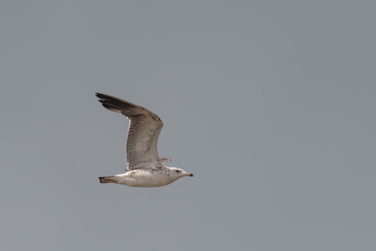 Lesser Black-backed Gull - ML250749541