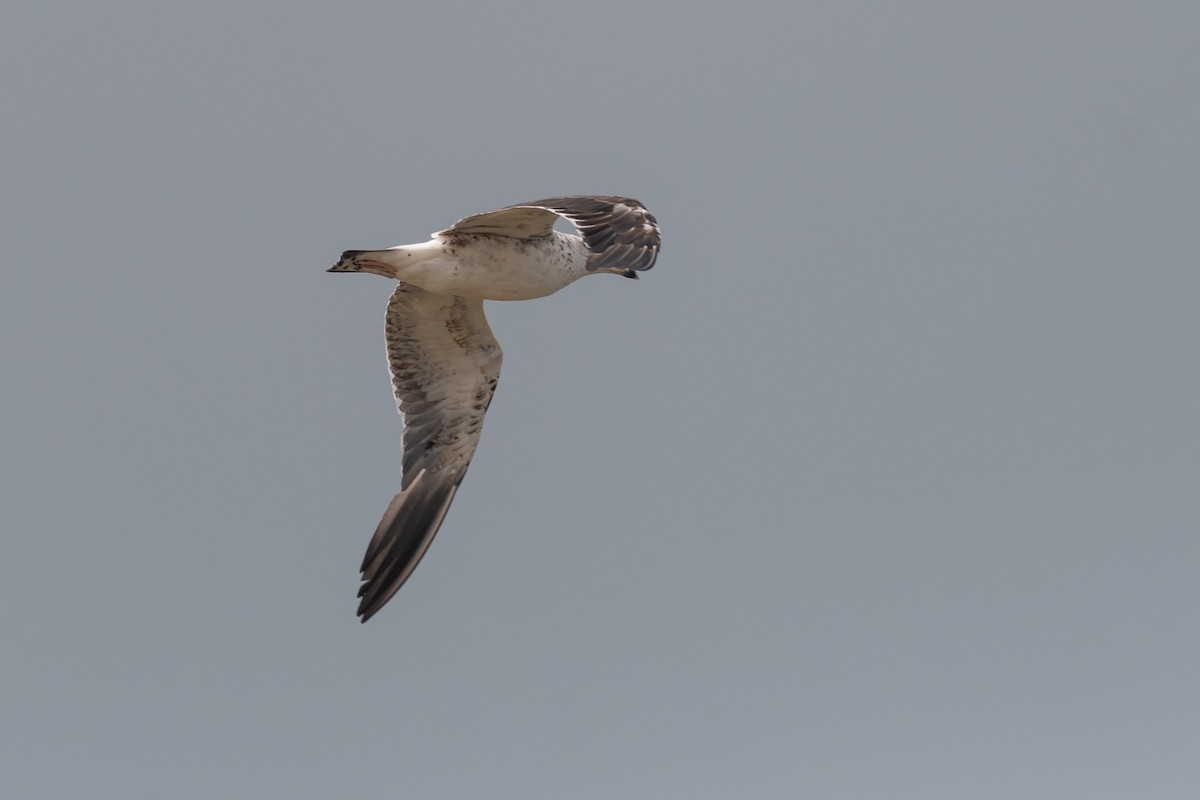 Lesser Black-backed Gull - ML250749551