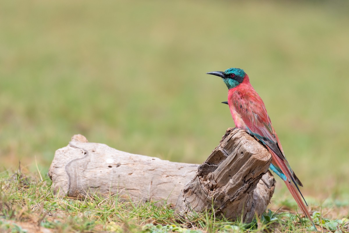 Northern Carmine Bee-eater - Raphaël Nussbaumer