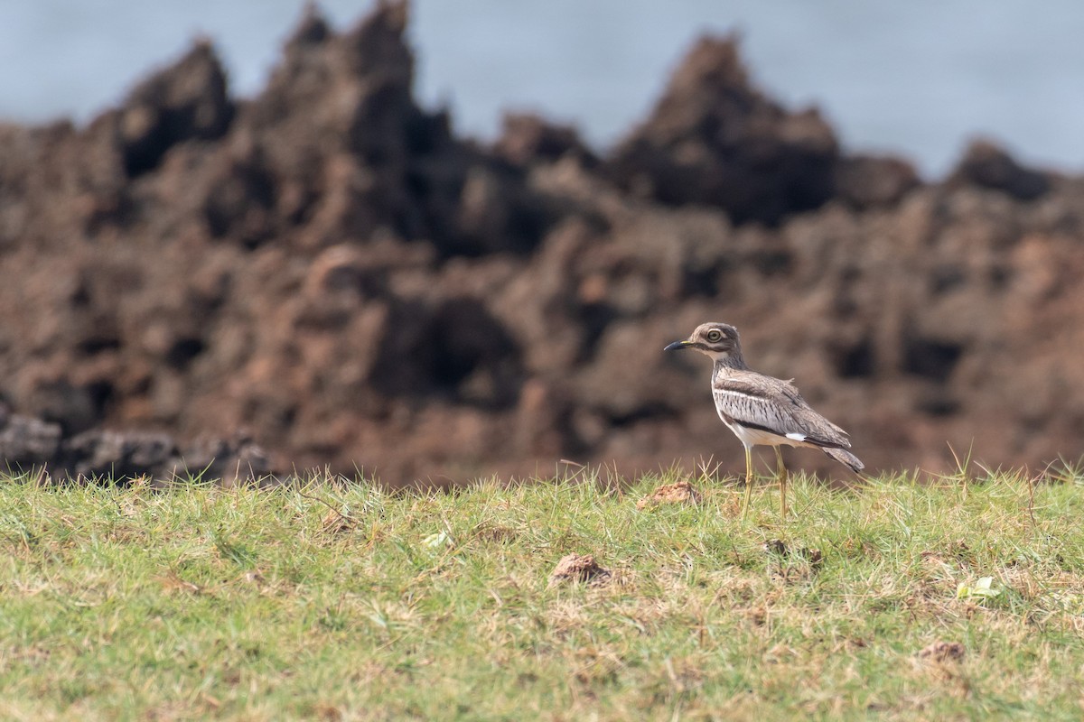 Water Thick-knee - Raphaël Nussbaumer