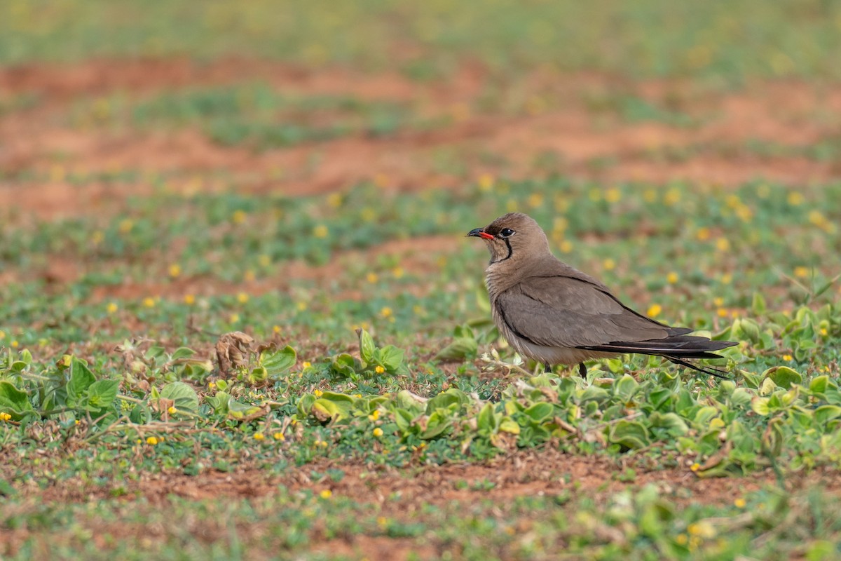 Collared Pratincole - ML250750861
