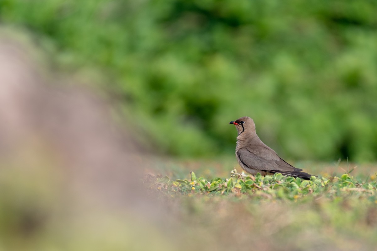Collared Pratincole - ML250750871