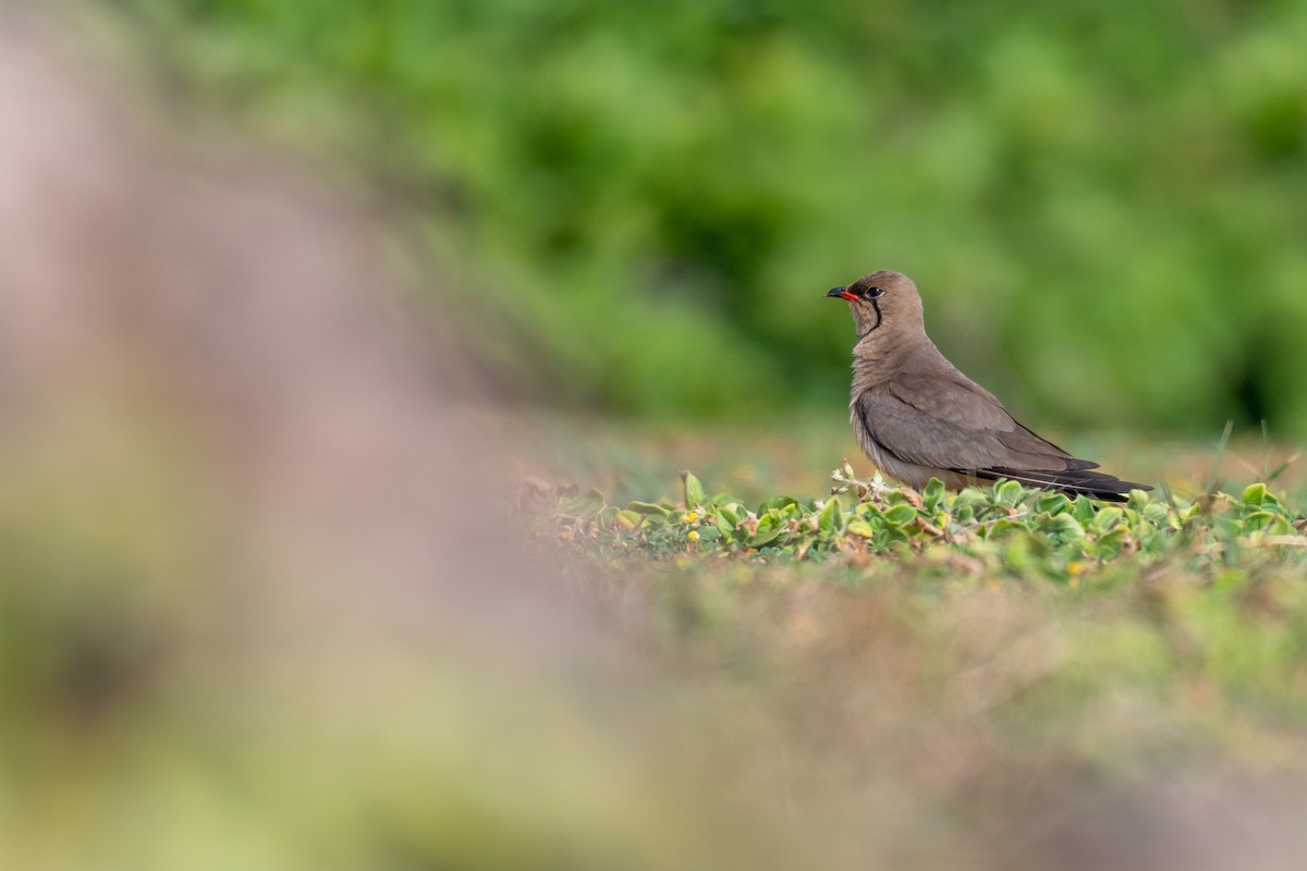 Collared Pratincole - ML250750881