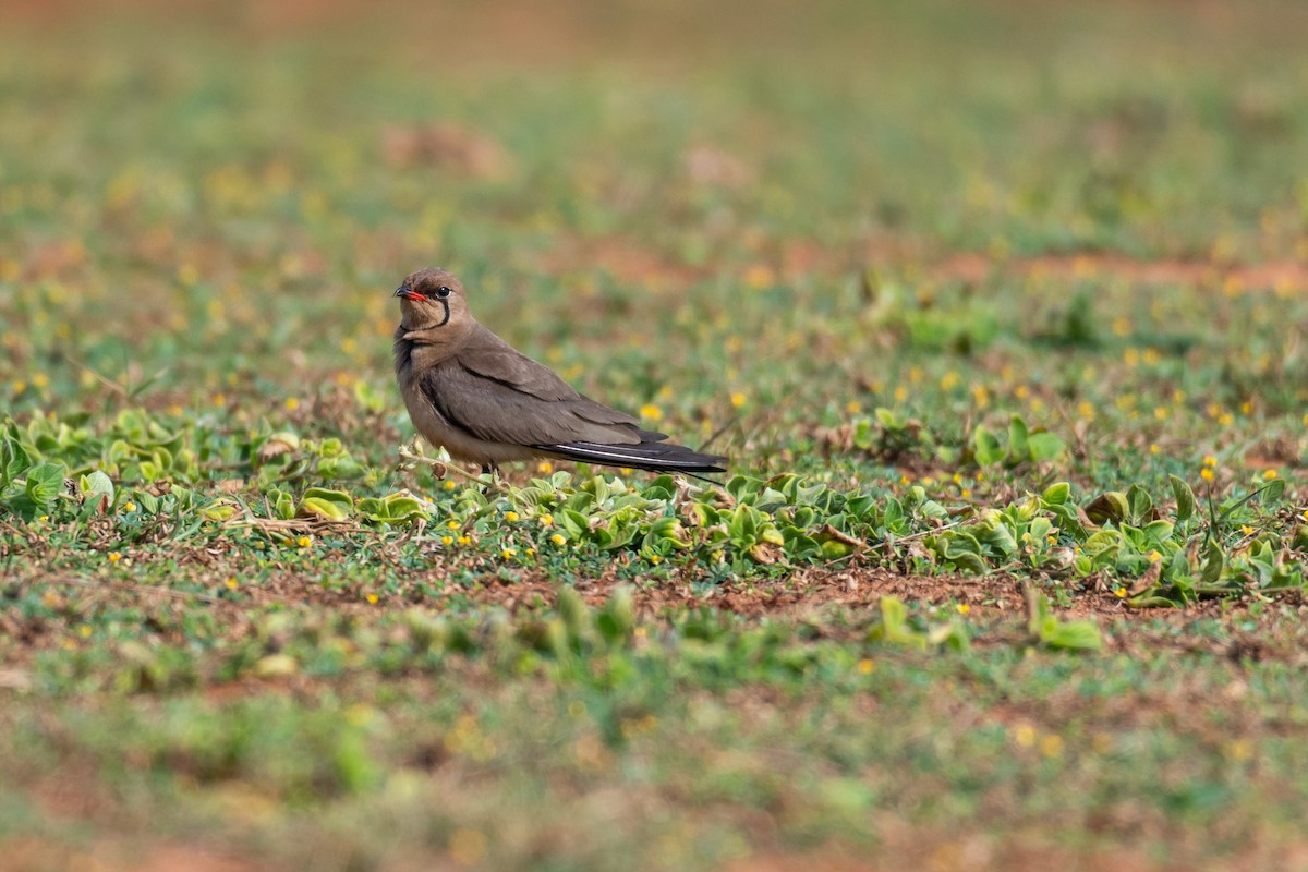 Rotflügel-Brachschwalbe - ML250750911