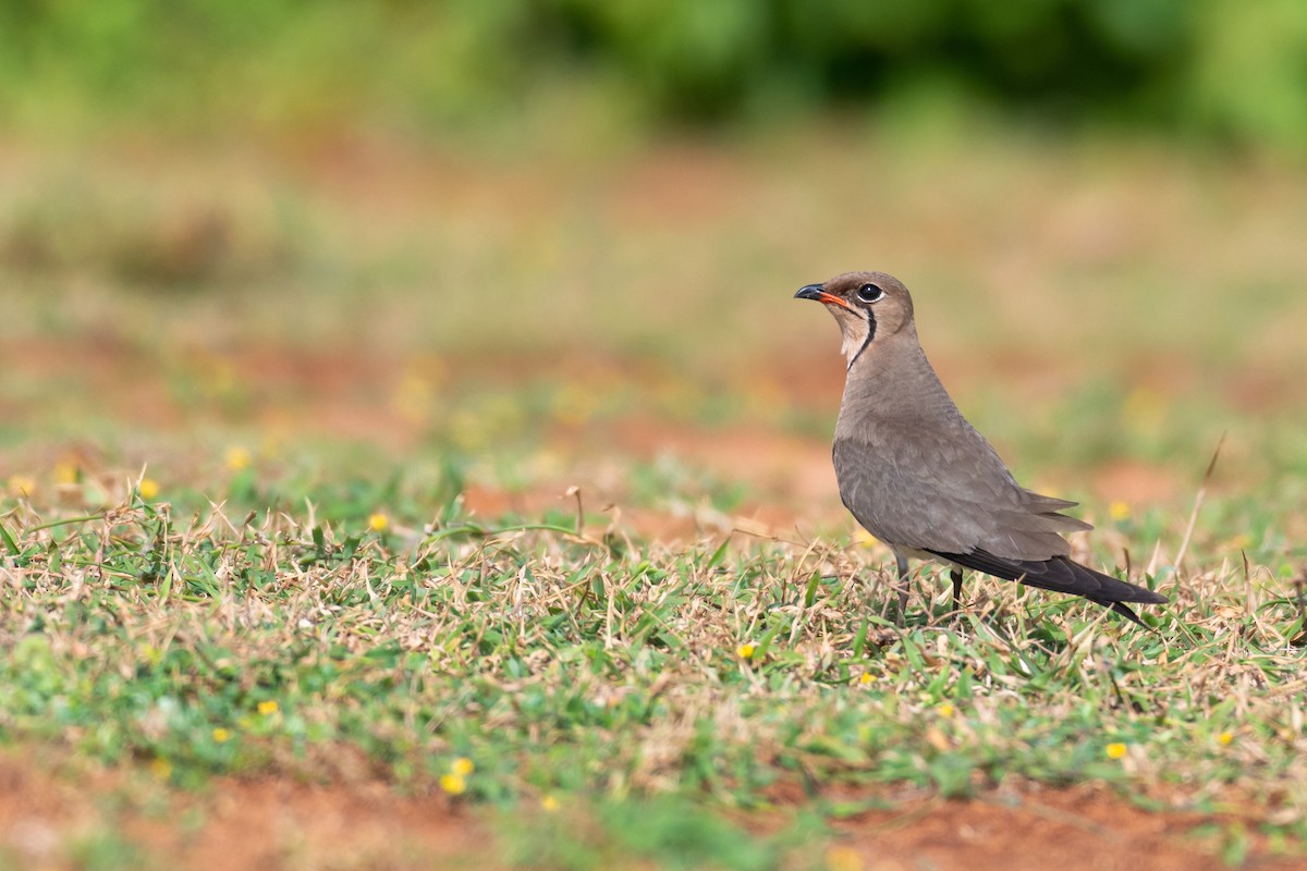 Collared Pratincole - ML250750971